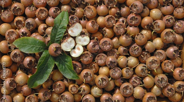 Obraz récolte de nèfles