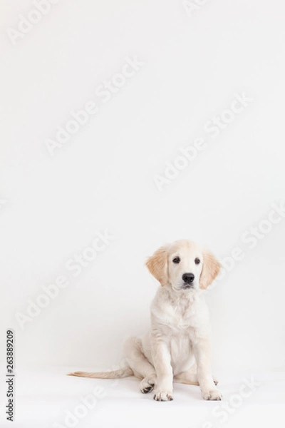 Fototapeta Golden retriever puppy isolated on white background
