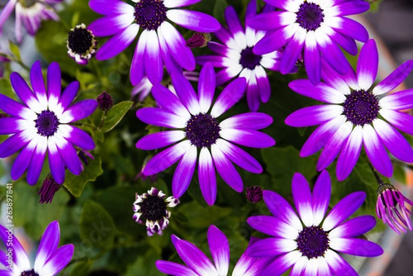 Fototapeta Multiple Senetti flowers