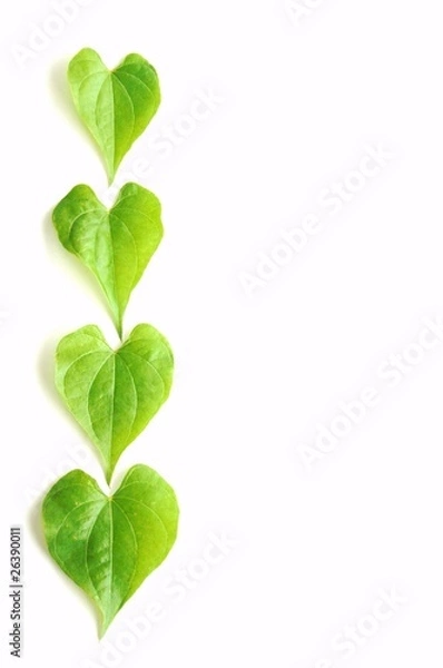 Obraz ハート型の葉