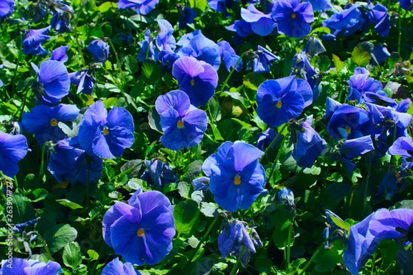 Obraz Blue Violets On A Meadow. Cropped Shot Of Violets Field. Nature,Flowers Concept.