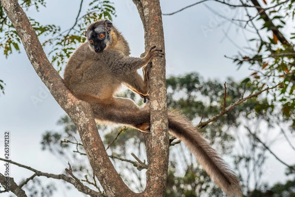 Obraz The common brown lemur - Eulemur fulvus .in its natural environment in Madagascar