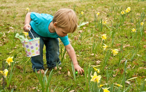 Fototapeta A toddler on an Easter egg hunt picks up an egg in the daffodils