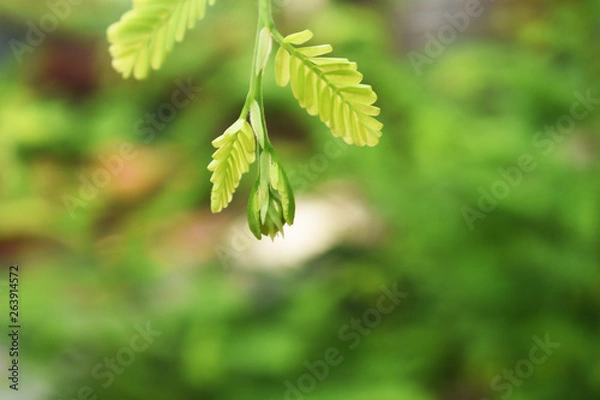 Obraz green leaves in spring