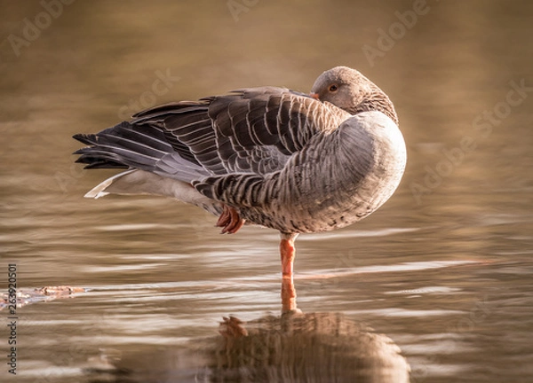 Fototapeta Graugans ruht