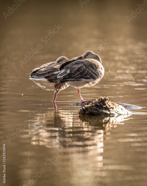 Fototapeta Graugans Pärchen 