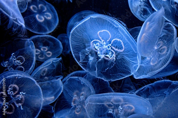 Fototapeta Close up of translucent blue jellyfish on a black background