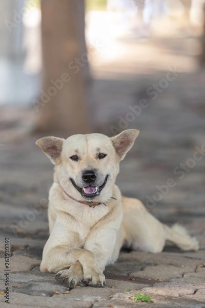 Obraz Thai dog sitting cross-legged
