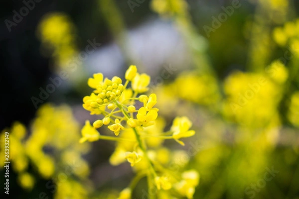 Fototapeta This is a capture of some flowers taken during spring 2019 in Lebanon and you can see the beautiful colors and details