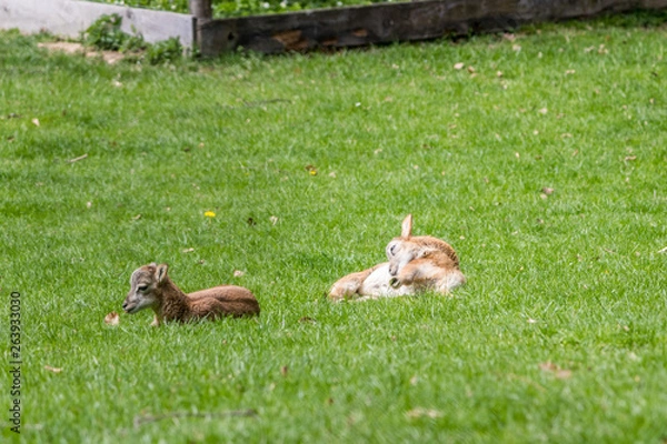 Obraz two deers in the grass