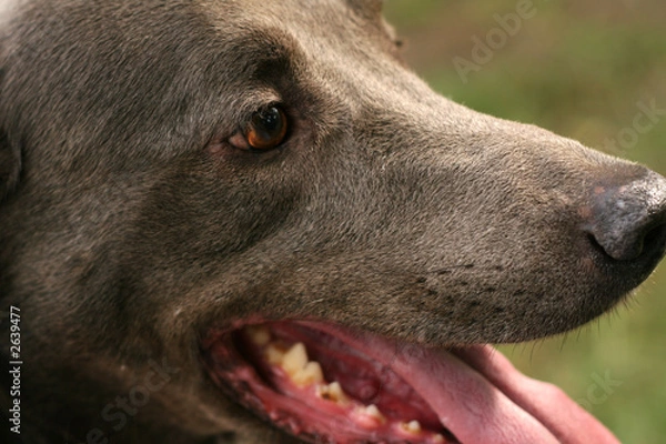 Obraz happy dog close