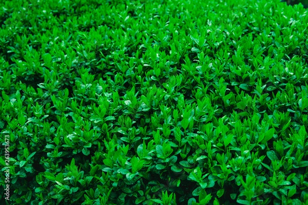 Fototapeta Fresh young green leaves of a shrub covered with water drops.