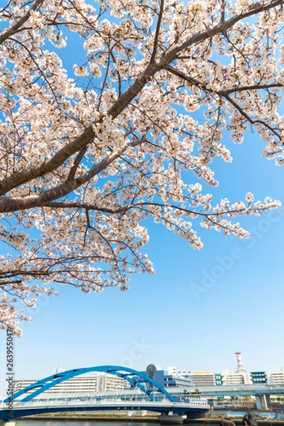 Obraz 隅田川の桜