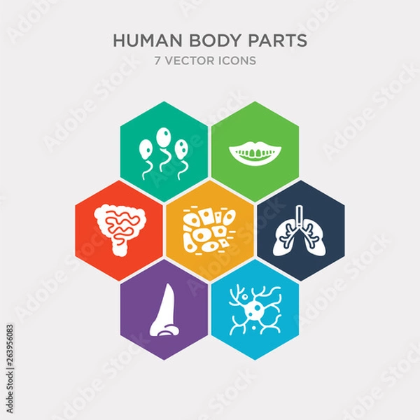 Fototapeta simple set of neuron, nose side view, respiratory system, skin cells icons, contains such as icons small intestine, smiling mouth showing teeth, sperms and more. 64x64 pixel perfect. infographics