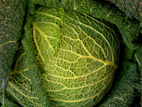 Obraz bête comme choux