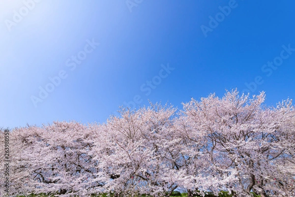 Obraz 埼玉県幸手市　権現堂の桜