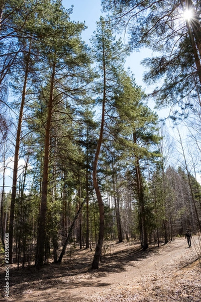 Fototapeta Pine with a curved trunk in the forest on a Sunny clear day in spring