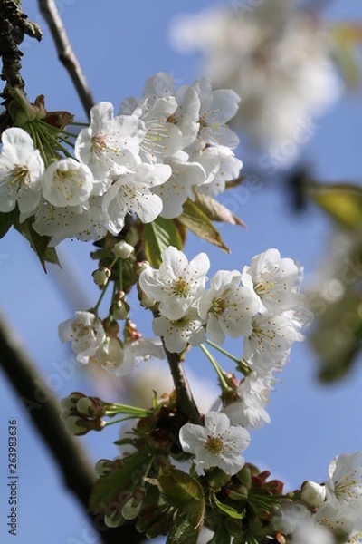 Obraz Kirschblüte