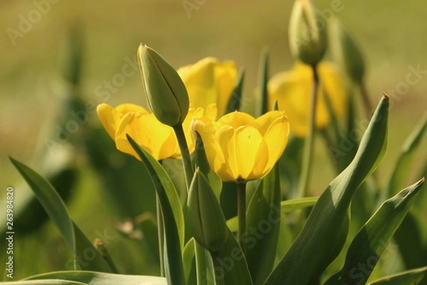 Obraz Tulpenblüte
