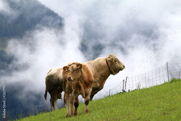 Obraz Kühe im Frühnebel auf der Alm