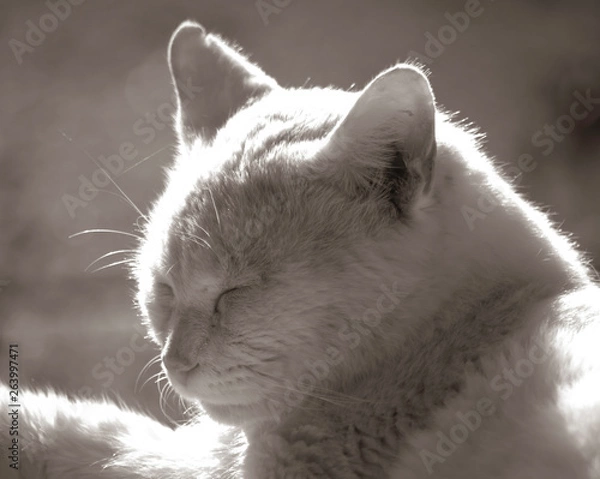 Obraz Cat warm sun