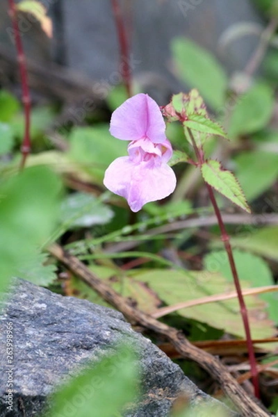 Obraz Wilde Orchidee