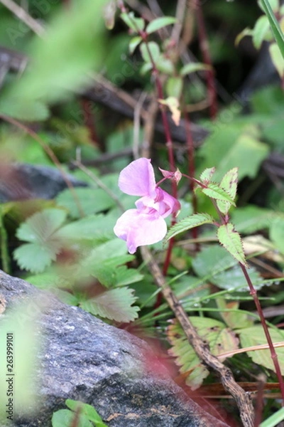 Obraz Wilde Orchidee