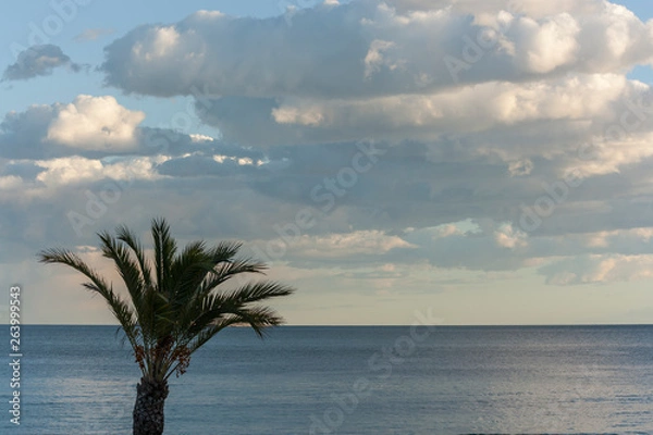 Obraz palm tree at sunset