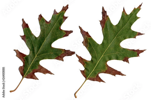 Obraz Oak leaves
