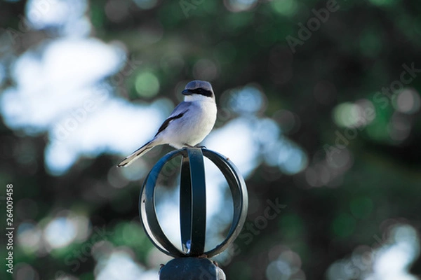 Obraz Loggerhead Shrike