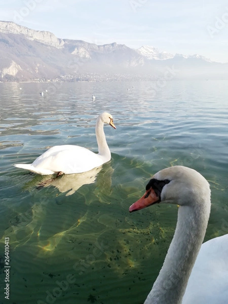 Obraz Deux cygnes