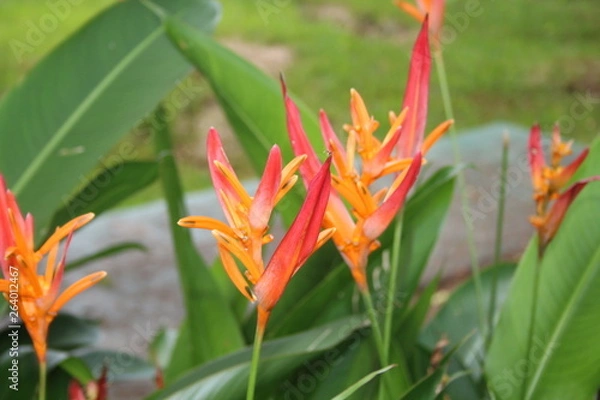 Obraz Kwiat pomarańczowy czerwony