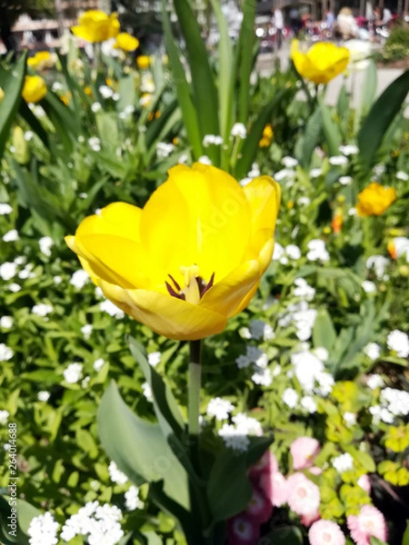 Fototapeta tulipe jaune 1