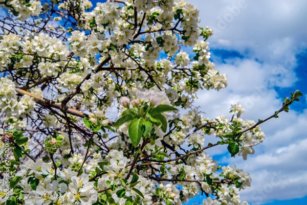 Fototapeta Яблоня