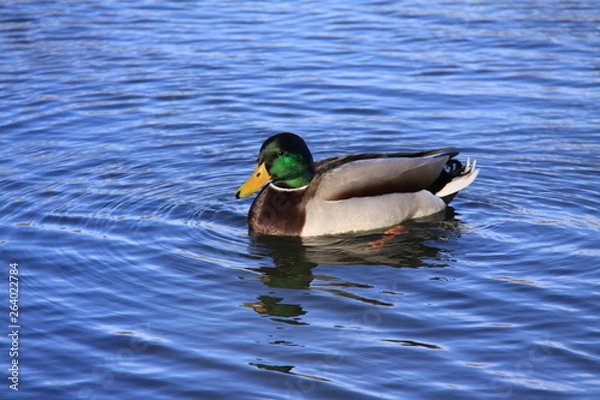 Obraz Duck in water