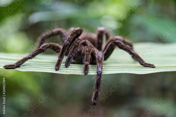 Obraz Peruvian tarantula spider close up on a green leaf in the amazon