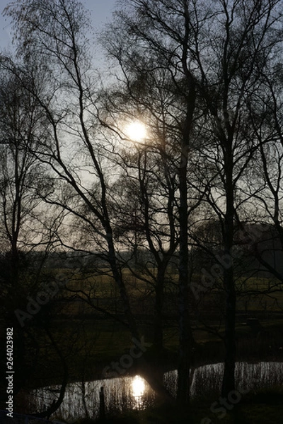 Obraz sunset in forest