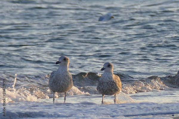 Obraz two seagulls on the beach