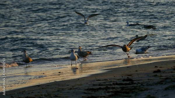 Obraz seagulls on beach