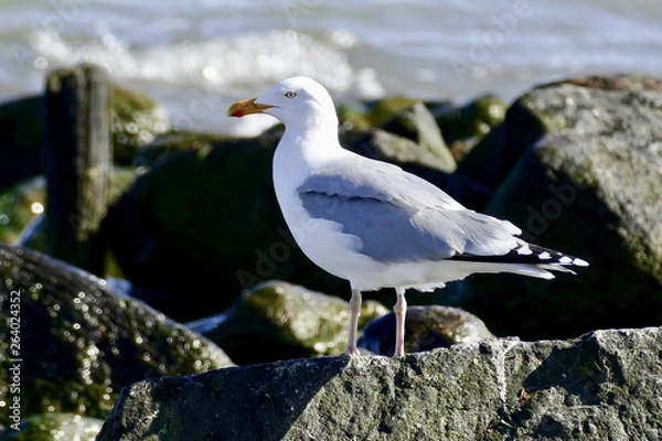 Obraz seagull on a rock