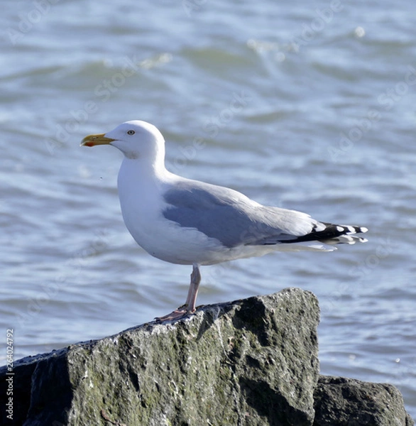 Obraz seagull on rock