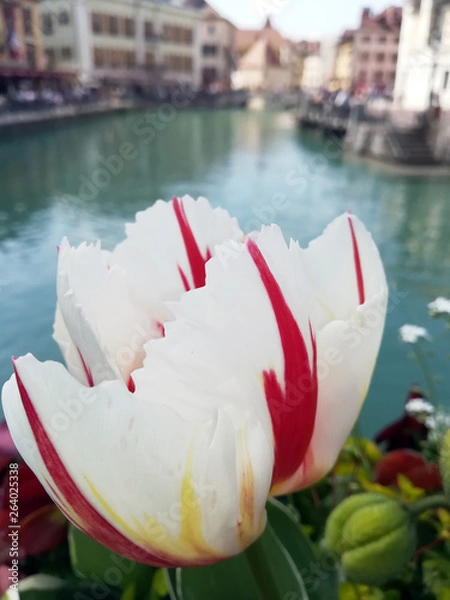 Obraz tulipe rouge blanche 1