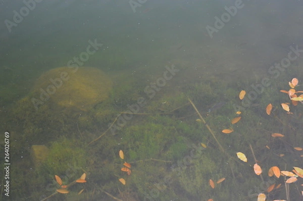 Fototapeta topandunderwater