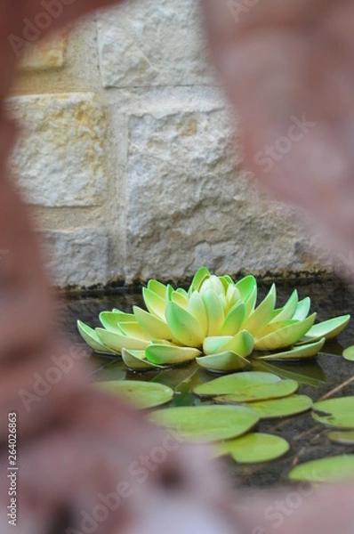 Fototapeta waterlillyframed