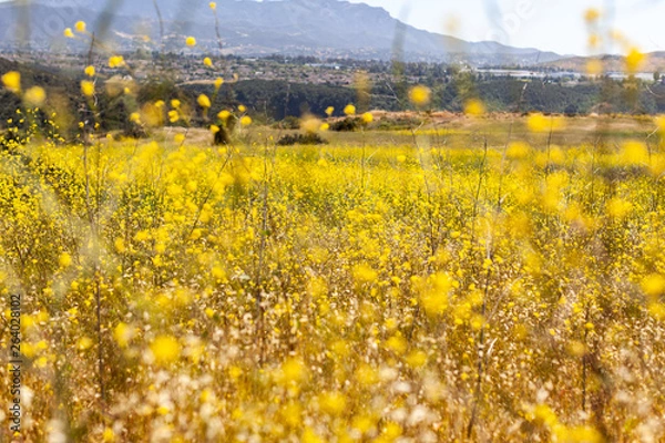 Obraz nature walk and patterns