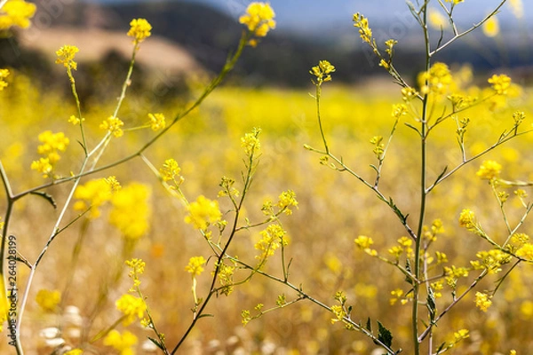 Obraz nature walk and patterns