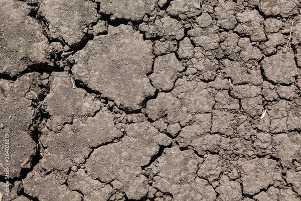 Obraz nature walk and patterns