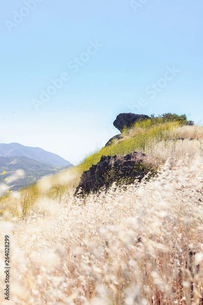 Obraz nature walk and patterns