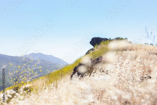 Obraz nature walk and patterns