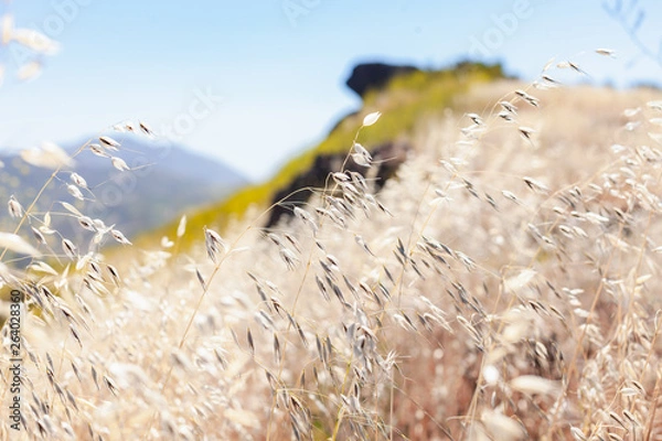 Obraz nature walk and patterns